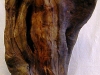 Birnenknolle, Birne